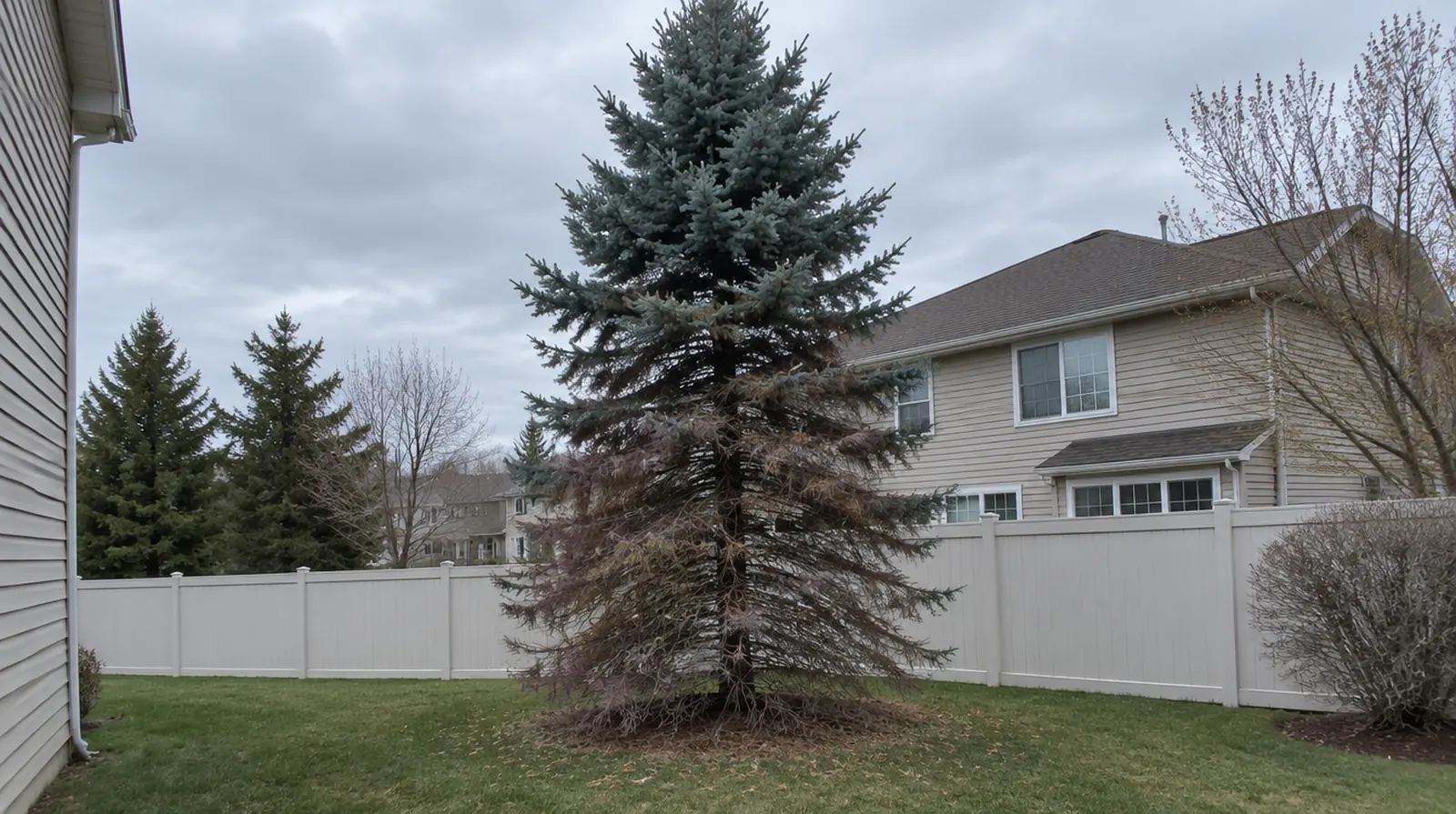 Colorado blue spruce with brown needles and bare lower branches in a Novi, MI yard